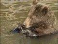 Two Bears - Zwei Bären Two Bears - Zwei Bären