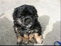 Maggie - our Cocker Spaniel pup