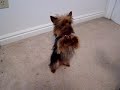 Smartest Yorkie Puppy Ever! Such A Yorkshire Terrier Dog Smartest Yorkie Puppy Ever! Such A Yorkshire Terrier Dog