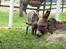 Equine Advocates