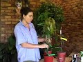 Grafting Aftercare