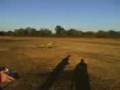 Telemaster  Craziness