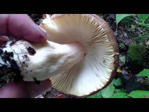 how to harvest wild mushrooms