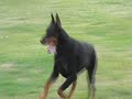 THE DOBERMANN THE DOBERMANN