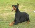 THE DOBERMANN