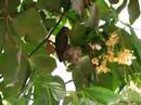 Hummingbird & Baby