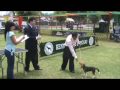 Beagle Perú - Elka en Exposiciones del Circuito INCA'S DOG SHOW