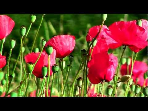flandernschlacht - Der Klatschmohn (Poppies) ist in den englischsprachigen Ländern ein Symbol für die Gefallenen des Krieges. Er wird jedes Jahr am 11. November gefeiert, wobei...