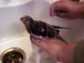 videos de Fluffy taking a bath