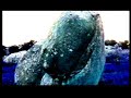 relk - pedres blaves (videoprojecci� 2006)