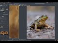 Time Lapse Lion Painting in Gimp
