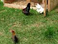 bantams/Old English Game Bantams/Making Red Pyles&amp;BB's