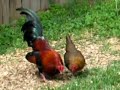 bantams/Old English Game Bantams/Making Red Pyles&BB\ bantams/Old English Game Bantams/Making Red Pyles&BB\