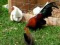 bantams/Old English Game Bantams/Making Red Pyles&BB's