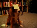 Wie Sie Ihrem Hund \"sch�m Dich\" beibringen (Part1)