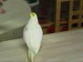Cockatiel playing with mirror