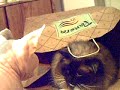 cats at play