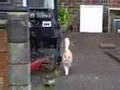 Stairs, Cats & Junk