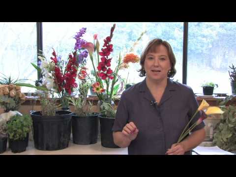 how to replant calla lily