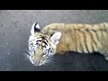 little tiger makes funny noise