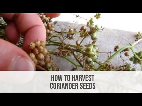 how to harvest cilantro seed