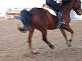 Rigel over small course 3' 3