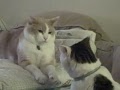 World's most boring catfight
