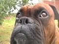 Boxer Dog part 2