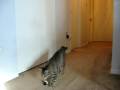 videos de Manic The Cat