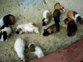 Haiwan Zoo Yang Cute Giler
