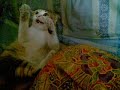 kucing nganga