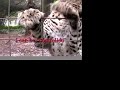 Carole Baskin: BIG CATS MAKE BAD PETS!