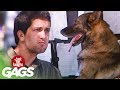 Driving Dog Prank - JustForLaughs.com