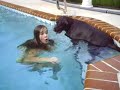 diving dog