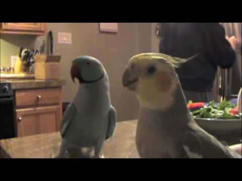 chesawoo - http://www.marnietalk.com Marnie chatting with his best friend Mr. Pretty Bird.