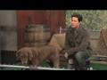 Mark Wahlberg responds to SNL Talks to Animals Sketch!