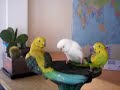 Funny Budgie Kisses