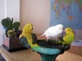 Funny Budgie Kisses