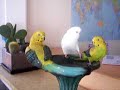 Funny Budgie Kisses