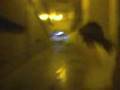 videos de Saltando!.3gp