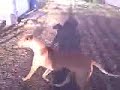 Brogan and Kahlua Playing