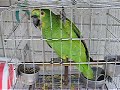 LORIM - THE PARROT LORIM - THE PARROT