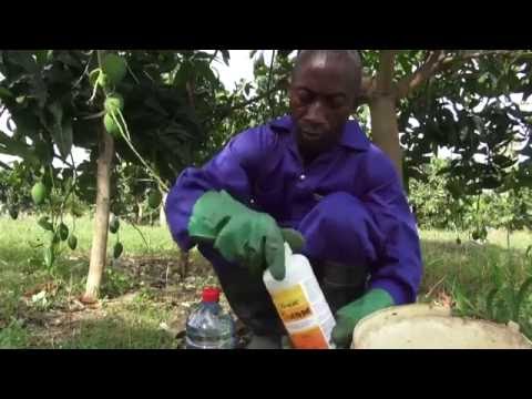 Tuer des mouches des fruits avec des appâts