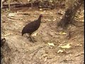 Arnavon Islands, Solomon Isalnds - The Nature Conservancy Arnavon Islands, Solomon Isalnds - The Nature Conservancy