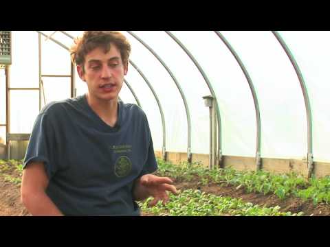 how to harvest spinach