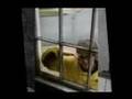 Peeping Tom