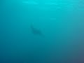 Devil Ray at Shark Point-Scrub Island, BVI