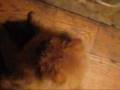 videos de Milky licking.wmv