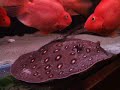motoro-stingray-update-feeding-1stfeb08-vid2.html
