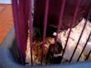 pups3